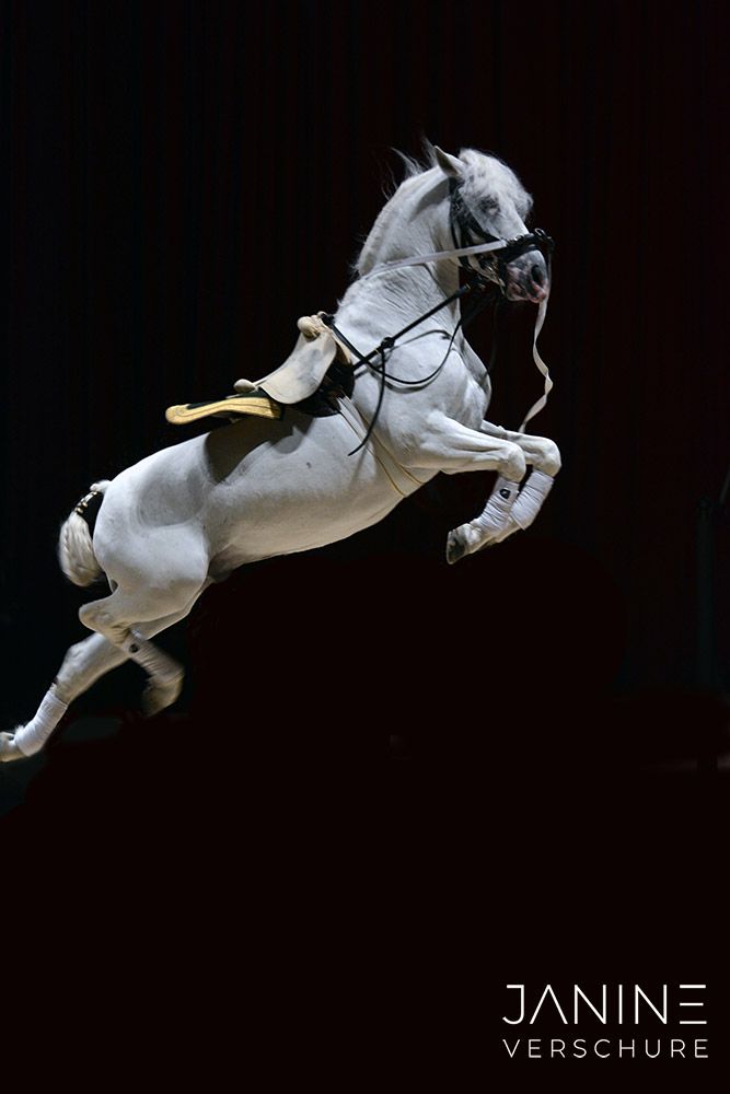 Janine Verschure Fotografie Paard