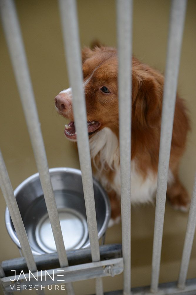 Janine Verschure Fotografie Duck Toller Retriever